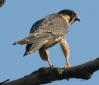 [Eurasian Hobby]