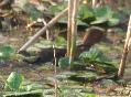 [Ferruginous Duck]