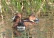 [Ferruginous Duck]