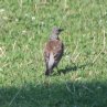 [Fieldfare]