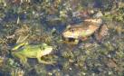 [frogs]