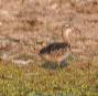[Garganey]