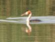 [Great-crested Grebe]