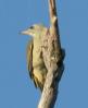 [Grey-crowned Woodpecker]
