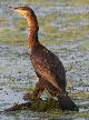 [Great Cormorant]