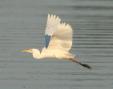 [Great Egret]