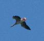 [Greylag Goose]
