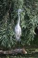 [Grey Heron]