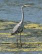 [Grey Heron]