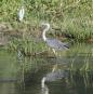 [Grey Heron]