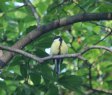 [Great Tit]