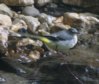 [Grey Wagtail]