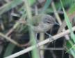 [Great Reed Warbler]
