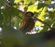 [Green Woodpecker]