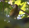 [Green Woodpecker]