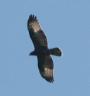 [Honey Buzzard]
