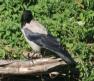 [Hooded Crow]