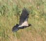 [Hooded Crow]