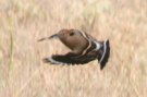 [Hoopoe]