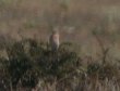 [Isabeline Wheatear]