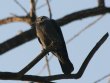 [Jackdaw]