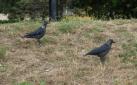 [Jackdaw]