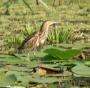 [Little Bittern]