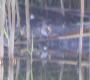 [Little Crake]