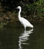 [Little Egret]