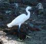 [Little Egret]