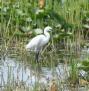 [Little Egret]