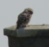 [Little Owl]