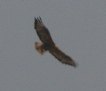 [Long-legged Buzzard]