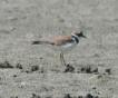 [Little-ringed Plover]