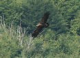 [Lesser-spotted Eagle]