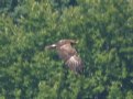 [Lesser-spotted Eagle]