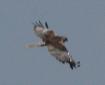 [Marsh Harrier]