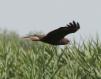 [Marsh Harrier]