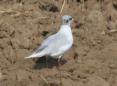 [Mediteranean Gull]