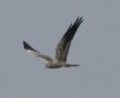 [Montagu's Harrier]