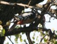 [Middle-spotted Woodpecker]