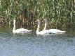 [Mute Swan]