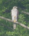 [NOrthern Goshawk]
