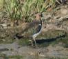 [Northern Lapwing]