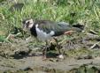 [Northern Lapwing]