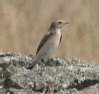 [Northern Wheatear]