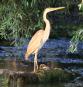 [Purple Heron]