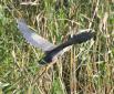 [Purple Heron]