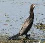 [Pygmy Cormorant]