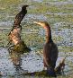 [Pygmy Cormorant]